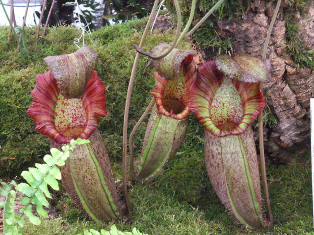 A planta carnvora mais alucinante do mundo