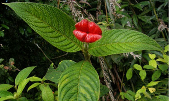 Lbios de Puta - a planta mais beijoqueira do mundo