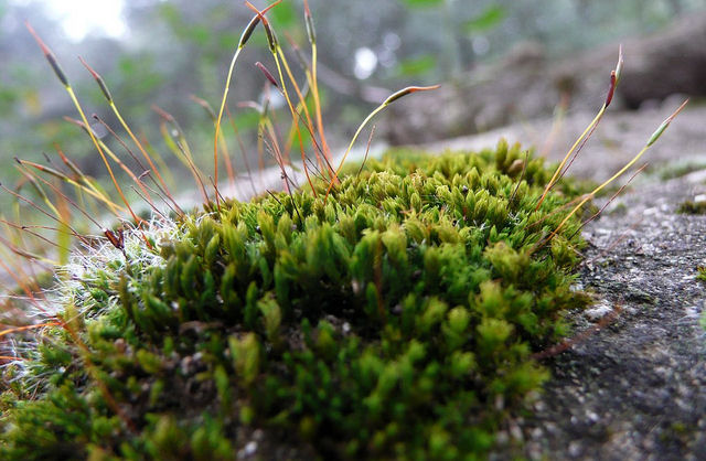 Planta que esteve congelada sob uma geleira por centenas de anos reviveu