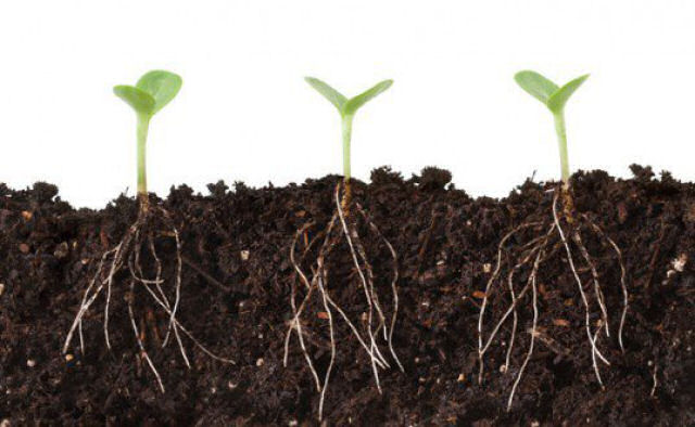 As plantas se espiam entre elas usando uma internet de fungos (e tambm se roubam)