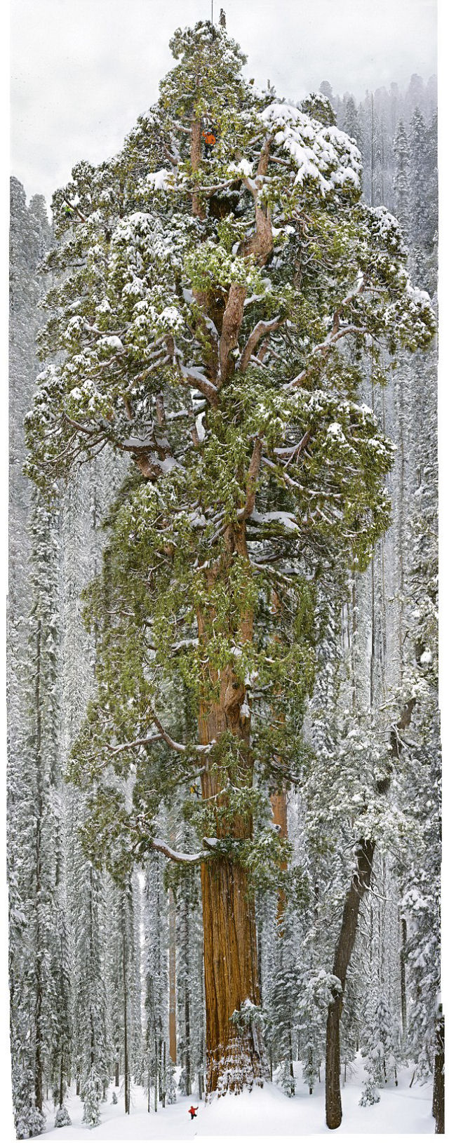 Esta árvore nunca havia sido fotografa em uma imagem única. Até agora
