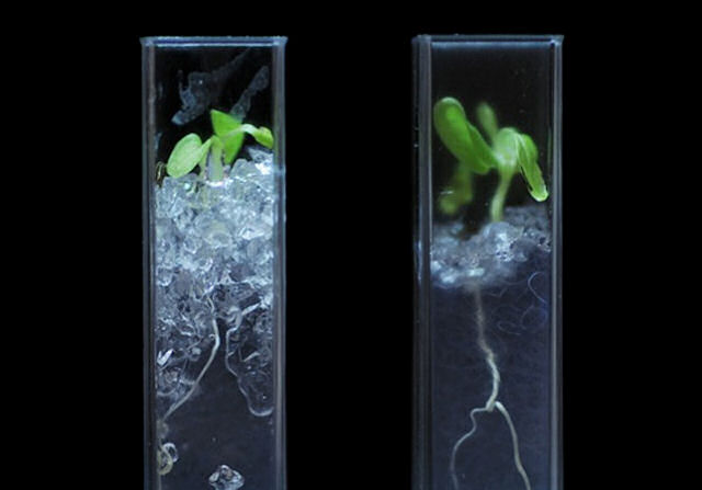 Cientistas criam terra transparente para estudar as razes das plantas