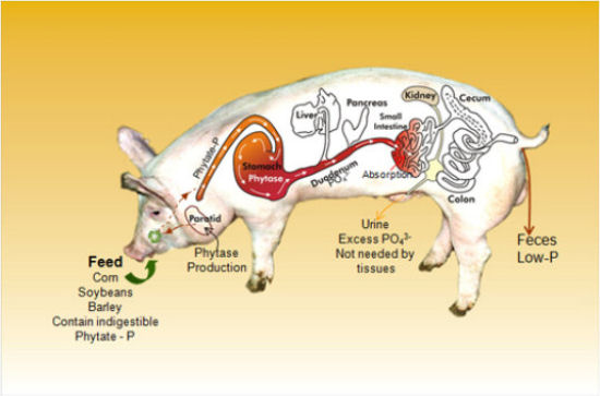 Enviropig