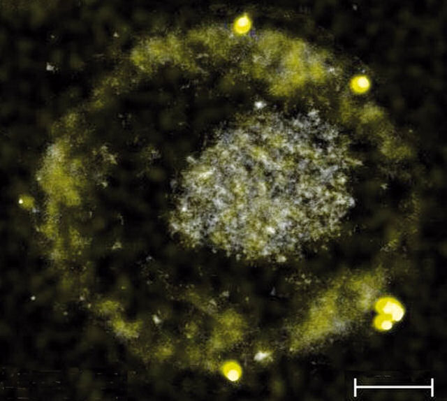 Inslito! Descobrem bactria que excreta pepitinhas de ouro