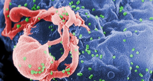 Terapia gentica poderia proteger contra o HIV