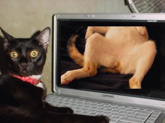 Gatinho vendo porn