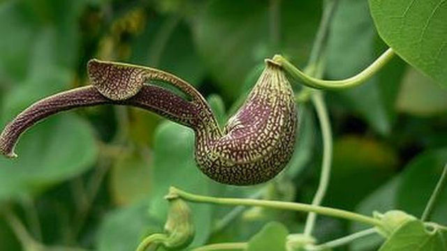 A planta medicinal chinesa que produz mais cncer que o fumo ou a radiaao solar