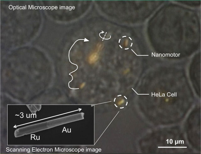 Nanomotores so controlados pela primeira vez dentro de clulas humanas vivas