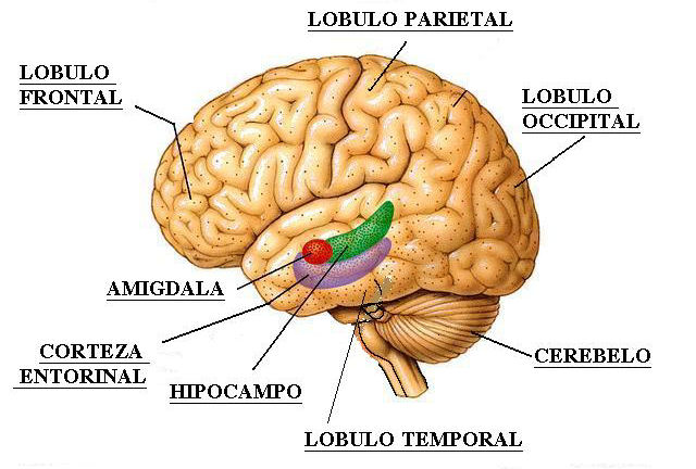 Cientistas identificam regio do crebro que nos torna egostas