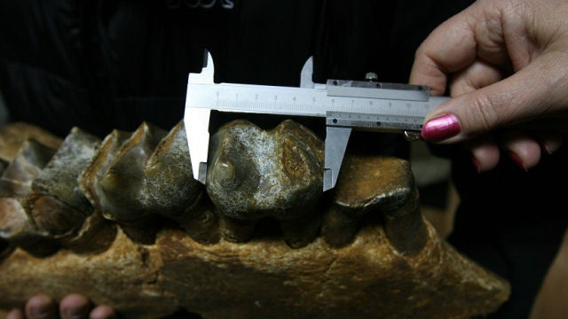 Descobrem um muito antigo ancestral do ser humano que tinha o tamanho de um elefante