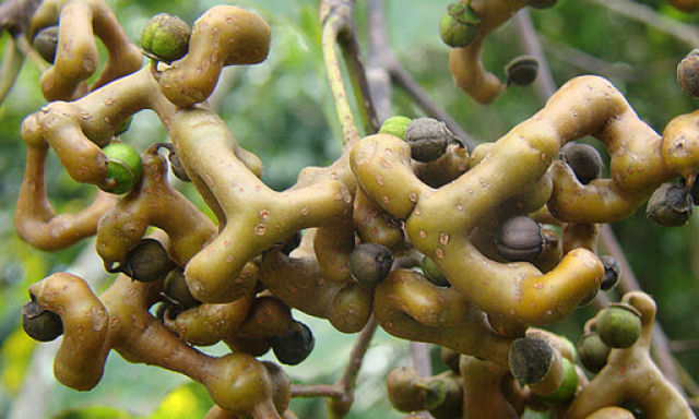 Plantas chinesas contra o alcoolismo