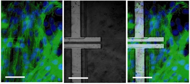 Cientistas de Harvard criam ciber-tecido metade humano metade mquina